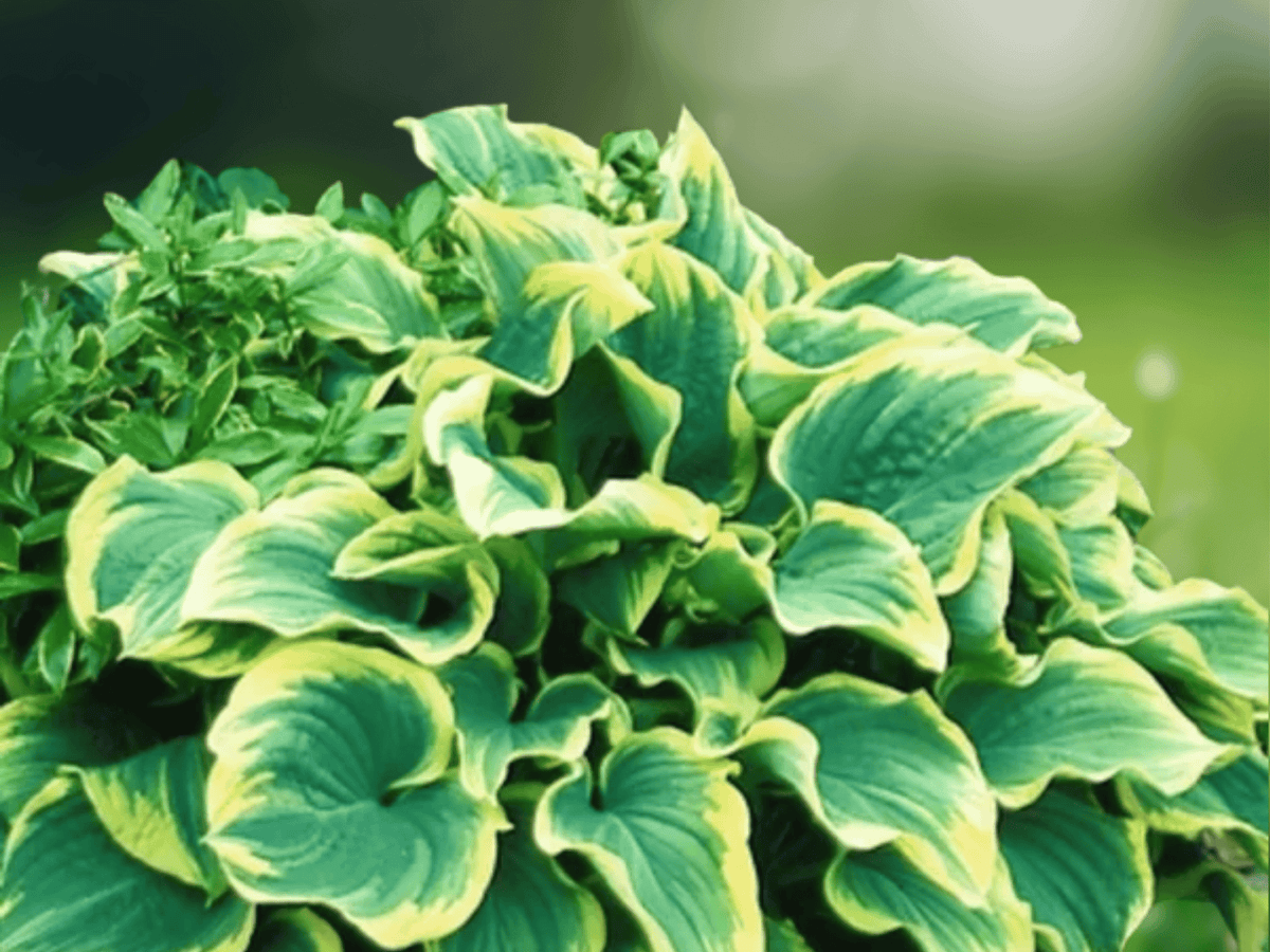 5 Seeds Hosta Sagae Blue and Gold Variegated Shade Perennial