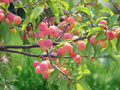 5 Seeds Prunus angustifolia Chickasaw Plum Native Fruit Tree