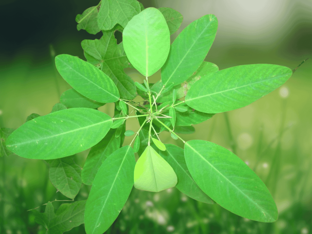 5 Seeds Telegraph Plant Desmodium gyrans Moving Leaf Houseplant