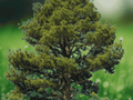 1 Bare Root Jeffrey Pine 6" Pinus Jeffrey Conifer Tree