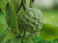 5 Seeds Annona cherimola Cherimoya Fruit Tree Tropical