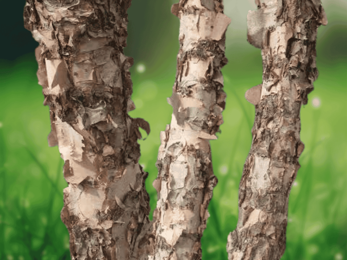 5 River Birch Trees Betula nigra Live Plants 12 Inch Bare Root Native