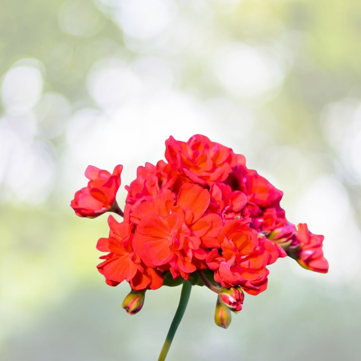 Live Geranium Plant - 8-10 Inch - Bright Orange Flowers - Pelargonium spp.