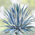 Live Blue Agave Cactus Plant 5-8" Fully Rooted, Agave Americana, Large Green Succulent Indoor/Outdoor Decor
