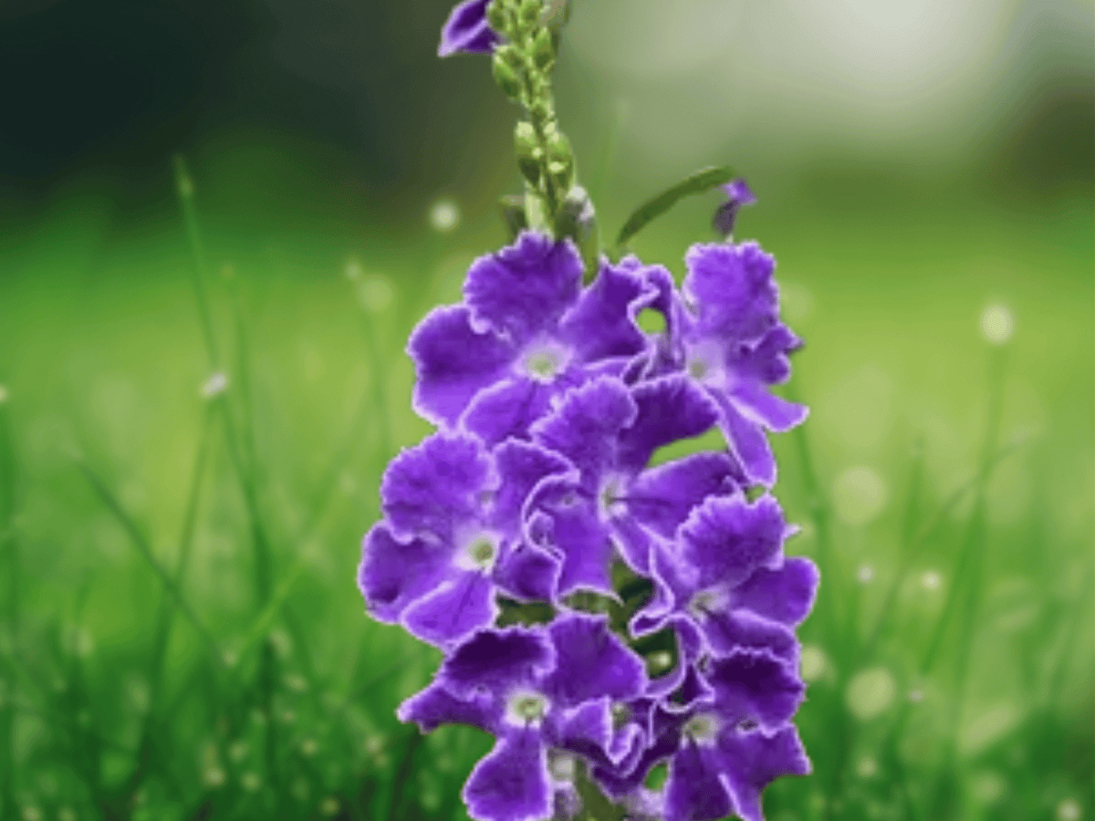 5 Seeds Duranta erecta Golden Dewdrop Ornamental Flowering Shrub