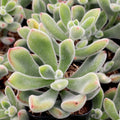Echeveria Pulvinata Cuttings – 3 Live Fuzzy Red Succulents – Echeveria Propagation Plant Collection