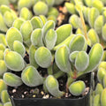 Succulent Plant - Live Crassula Rogersii Velvet Club - Yellow Blooms - Crassula rogersii - Easy Care Indoor or Outdoor Plant