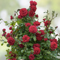 Climbing Rose Cuttings - The Prince's Trust Rose - English Legend - Rosa 'English Legend' Live Plant