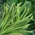 Blue Lake Green Bean Seeds 50+ | Non-GMO Heirloom Phaseolus vulgaris Garden Planting Supplies