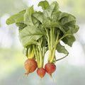 Golden Detroit Beet Seeds | NON-GMO Heirloom Garden Seeds | Beta vulgaris | Fresh Vegetable Seeds for Home Gardening