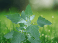 25 Seeds Lamb's Quarters Chenopodium album Edible Leaf Vegetable