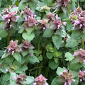 Organic Purple Dead Nettle Seeds - 25+ Seeds - Lamium purpureum Archangel - Heirloom Ground Cover Plant