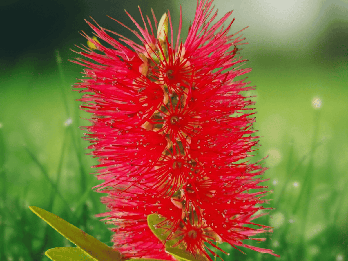 10 Seeds Callistemon citrinus Red Bottlebrush Evergreen Flowering Shrub