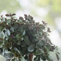 Purple Swedish Ivy Cuttings (4) - Millionaria/Planta del Dinero Morada - Ideal for Indoor Gardening and Propagation