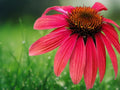 50 Seeds Fire Red Coneflower Echinacea Purpurea Perennial Flower Bright Scarlet Blooms Hardy Pollinator Attractor Easy Grow Garden Favorite