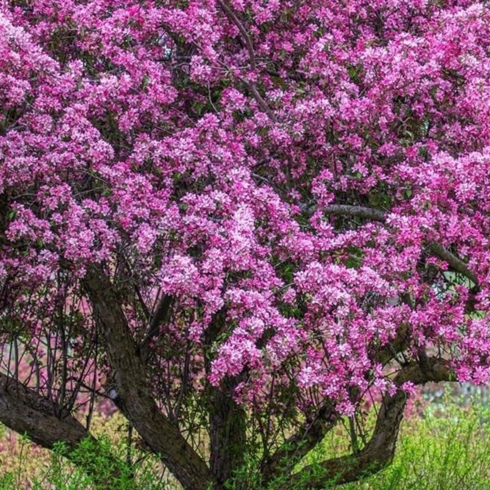 Zumi Crabapple Tree Seedlings - Fruit Trees for Planting - Malus zumi