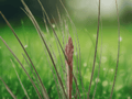 1 Live Air Plant Tillandsia Juncea 12 Inch Tall