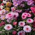 Chrysanthemum Seeds 200+ Soft Pastel Mix Mum Flower Seeds Colorful Garden Variety Chrysanthemum spp.