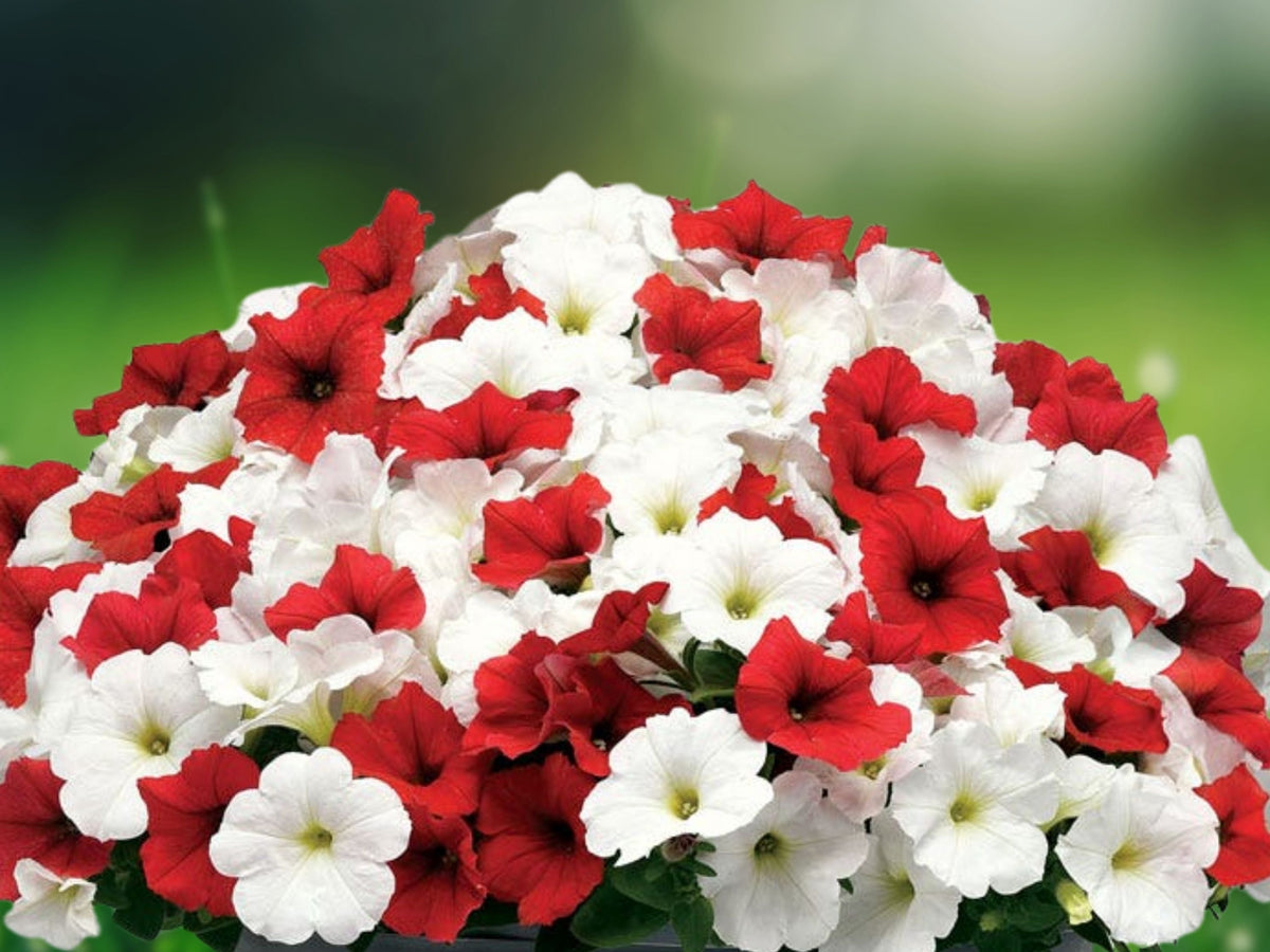 50 Seeds Impatiens Walleriana Peppermint Mix Bicolor Pink White Blooms Shade Annual Garden Bedding Plant