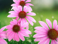 50 Pink Coneflower Seeds Echinacea Purpurea Perennial Flower Classic Pink Blooms Hardy Drought Tolerant Pollinator Attractor Easy Grow