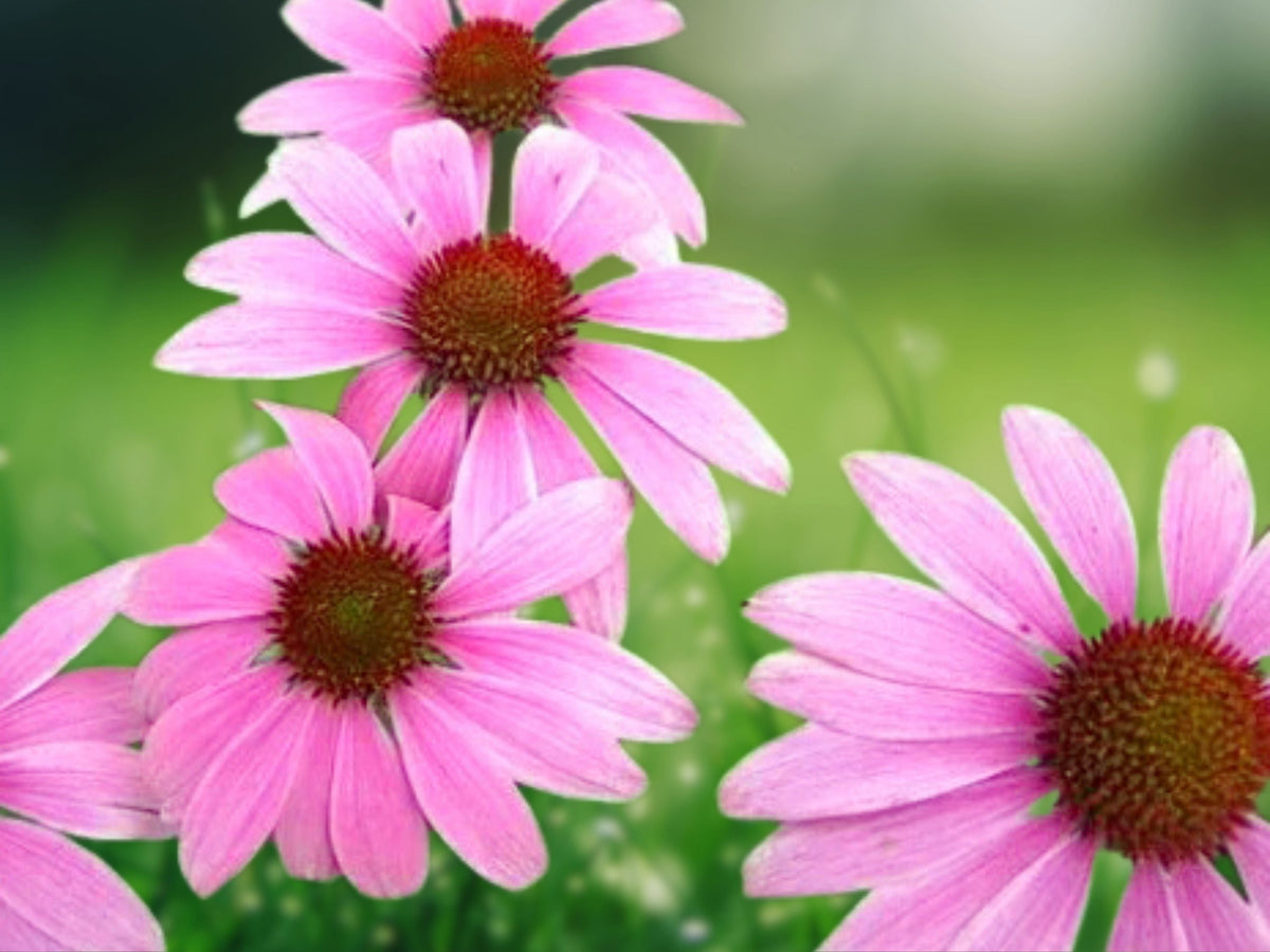 50 Pink Coneflower Seeds Echinacea Purpurea Perennial Flower Classic Pink Blooms Hardy Drought Tolerant Pollinator Attractor Easy Grow