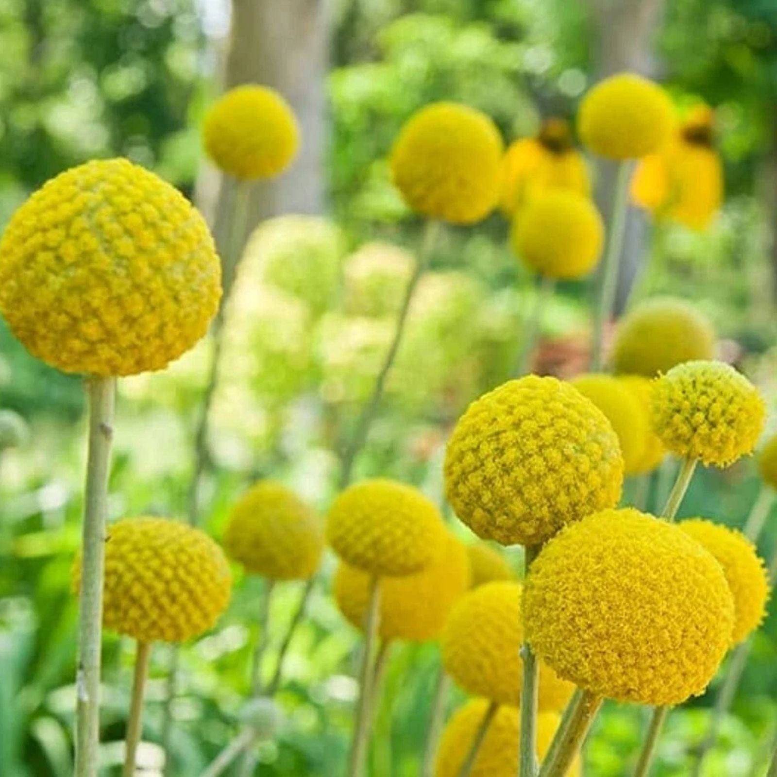 Yellow Globe Flower Seeds - 100 Seeds - Ideal for Cut Flowers & Flower Bonsai - Trollius europaeus