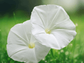 5 Seeds Ipomoea alba Moonflower Vine Tropical White Bloom