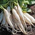 Daikon Radish Seeds 100 Pack - Cover Crop Seeds for Planting - Raphanus sativus var. longipinnatus