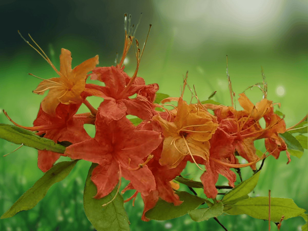 10 Seeds Rhododendron calendulaceum Flame Azalea Native Deciduous Shrub Showy Orange Blooms