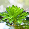 Aquatic Plants Pack - 3 Poppy Parrot Feather Lettuce - Easy Live Freshwater Pond Plants (Lactuca spp.)