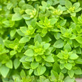 Live Greek Oregano Bareroot Plant Cutting 2-4" Green Culinary Aromatic Herb Origanum vulgare subsp. hirtum