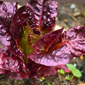 Red Romaine Lettuce Seeds - Heirloom Non-GMO Organic Gardening Supplies - Lactuca sativa 500 Seeds