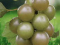 5 Live Plant Carlos Muscadine Grape Vine Vitis rotundifolia Starter Plug