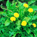 Dandelion Plants 100+ Organic Non-GMO Heirloom Bright Yellow Flowers Taraxacum officinale - Medicinal Nutritional Benefits