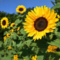 500 Peredovik Sunflower Seeds for Planting, Attract Birds, Helianthus annuus, Ideal for Wildlife Gardens