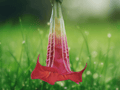 5 Seeds Brugmansia sanguinea Red Angel's Trumpet Flowering Tree Shrub