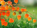 50 Seeds Ground Cherry Physalis Heirloom Golden Berry Husk Tomato Sweet Edible Fruit Easy Grow Container Garden