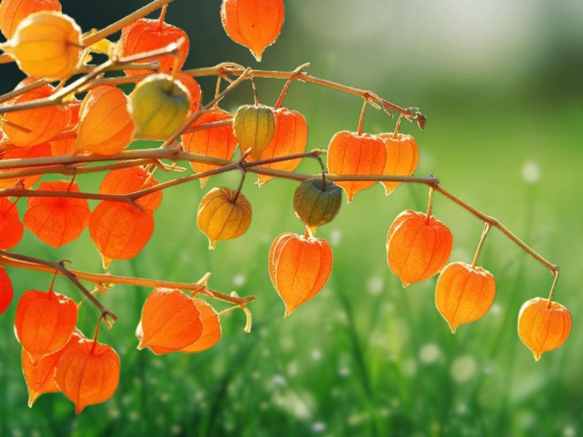 50 Seeds Ground Cherry Physalis Heirloom Golden Berry Husk Tomato Sweet Edible Fruit Easy Grow Container Garden