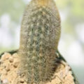 Haageocereus Pseudomelanostele Auriespinus Cactus - 7-8" Bareroot, Unique Spines, Rare Succulent Plant