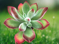1 Live Plant Echeveria Pulv-Oliver Red Succulent in 2 Inch Pot, Fuzzy Rosette Starter for Patio and Indoor Decor