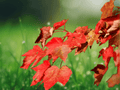 10 Seeds Acer rubrum October Glory Red Maple Tree Seeds Ornamental Fall Color
