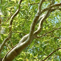 Corkscrew Willow Tree Cuttings - 10 Branches with Curling Leaves - Salix babylonica 'Tortuosa' - Ornamental Tree Branches