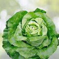 Heirloom Lettuce Seed Collection - 4 Varieties Organic Non-GMO Vegetable Seeds for Home Garden
