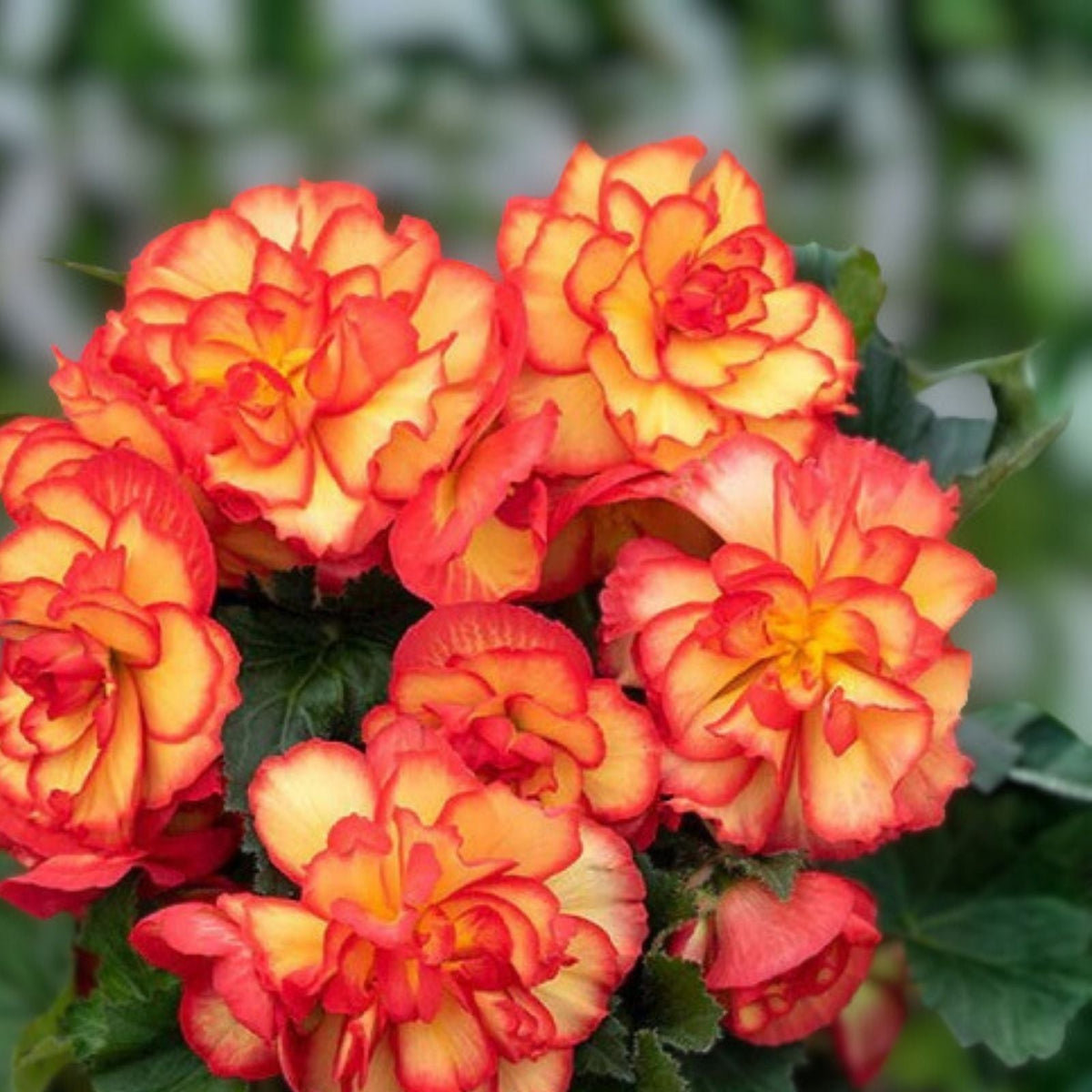 Begonia Seeds 45 or 125 Pack Sunset Embers Colorful Flower Seeds Begonia x tuberhybrida