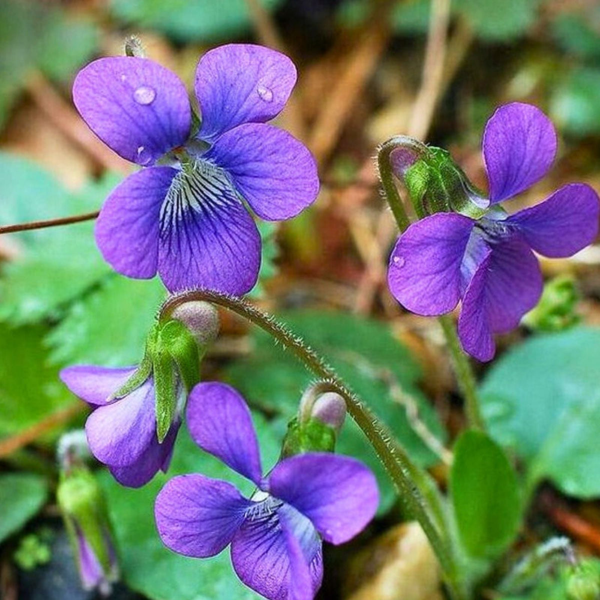 Purple Wild Violet Bareroot Rhizomes Organic Viola Odorata Edible Perennial Flowers Hardy Zones 6-10, 10+ Plants