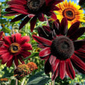 Organic Red Sun Sunflower Seeds 50 Count Non-GMO USA Grown Helianthus annuus