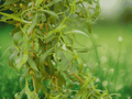 1 Live Plant Golden Curls Corkscrew Weeping Willow 1 QT Curly Branches