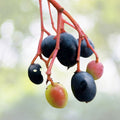 Nannyberry Tree Seeds - 20 Pack | Edible & Medicinal Shrub | Viburnum lentago