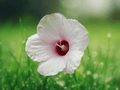 10 Seeds Hibiscus laevis Halberd Leaved Hibiscus Native Flowering Plant