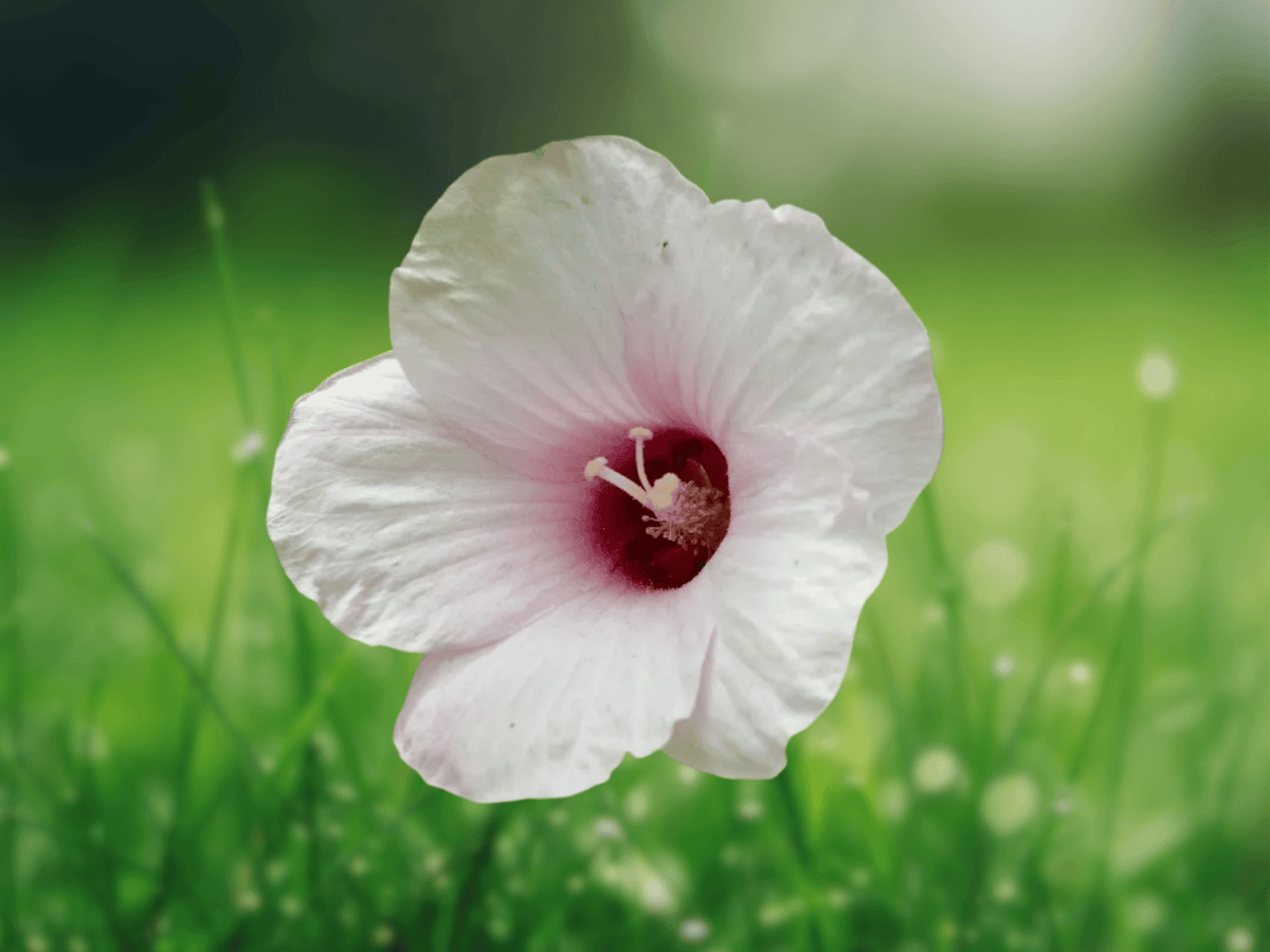 10 Seeds Hibiscus laevis Halberd Leaved Hibiscus Native Flowering Plant